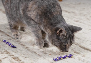 amazon petstages cat toy 2023 1 1682446004 1682446004