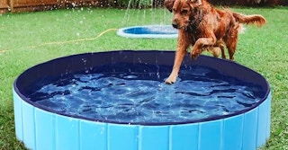 walmart dog pool 2022 01 1663510765 1663510765