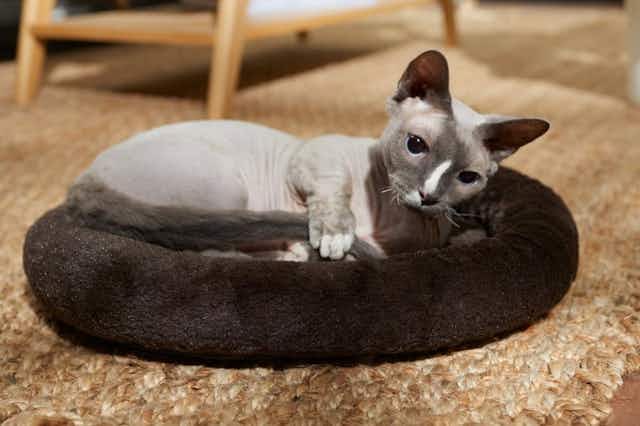 Find Pet Beds at Chewy for as Low as $10 card image