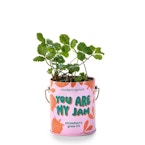 Modern Sprout Strawberry Starter Kit