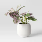 Threshold Faux Polka Dot Plant