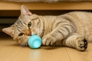 a cat using a cat toy ball