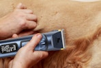 person using razor on dog
