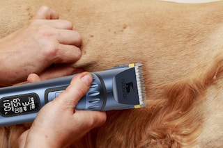 person using razor on dog