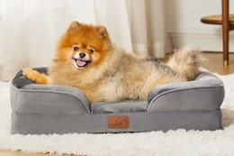 Get a $19 Orthopedic Dog Bed at Walmart (Reg. $92) card image