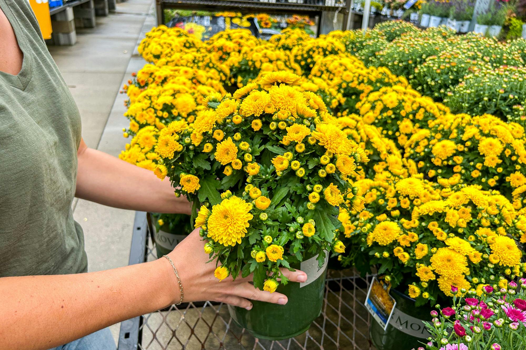 Lowe's Fall Flower Giveaway Reserve Your Freebie for September 2024