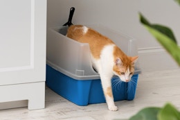 Amazon's Choice: Cat Litter Box, Only $9.80 on Amazon (Reg. $19) card image