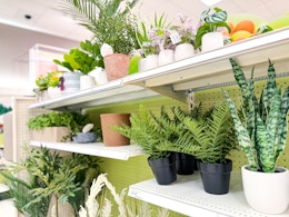 Threshold Faux Plants Are Selling Out — Prices Start at $2.85 at Target card image