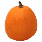 Fresh Grown Pumpkin