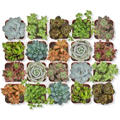 Live Succulent Plants 20-Pack