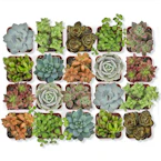 Live Succulent Plants 20-Pack