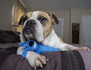 A dog laying on a bed with a dog toy.