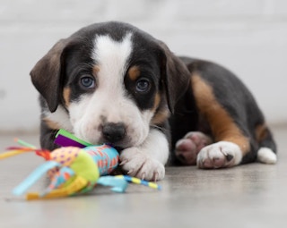 a puppy with a teething colorful dog toy