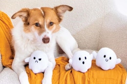 a dog with halloween toys