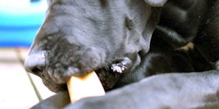 A dog eating a Himalayan dog treat