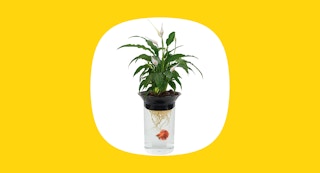 walmart penn plax betta tank hydroponic planter 1695061790 1695061790