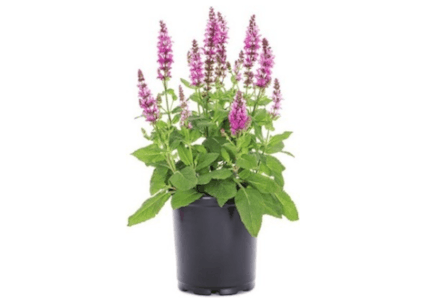 2 Perennials