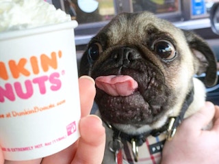 pug puppy excited for dunkin donuts puppy latte