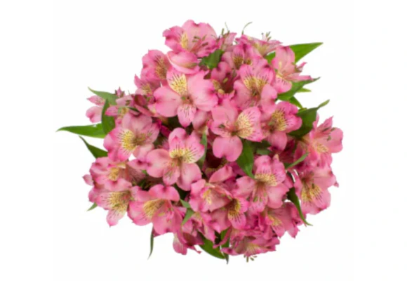 Bloom Haus Flowers
