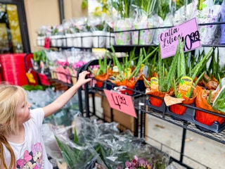 trader joe-s aloe plant
