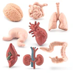 Human Body Model Set