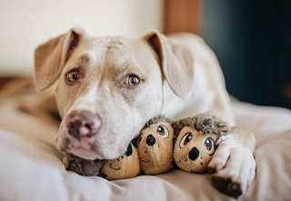 amazon outward hound hedgiez 2023 1 1684068311 1684068311