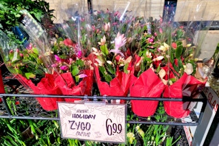 trader-joes-holiday-cactus-1