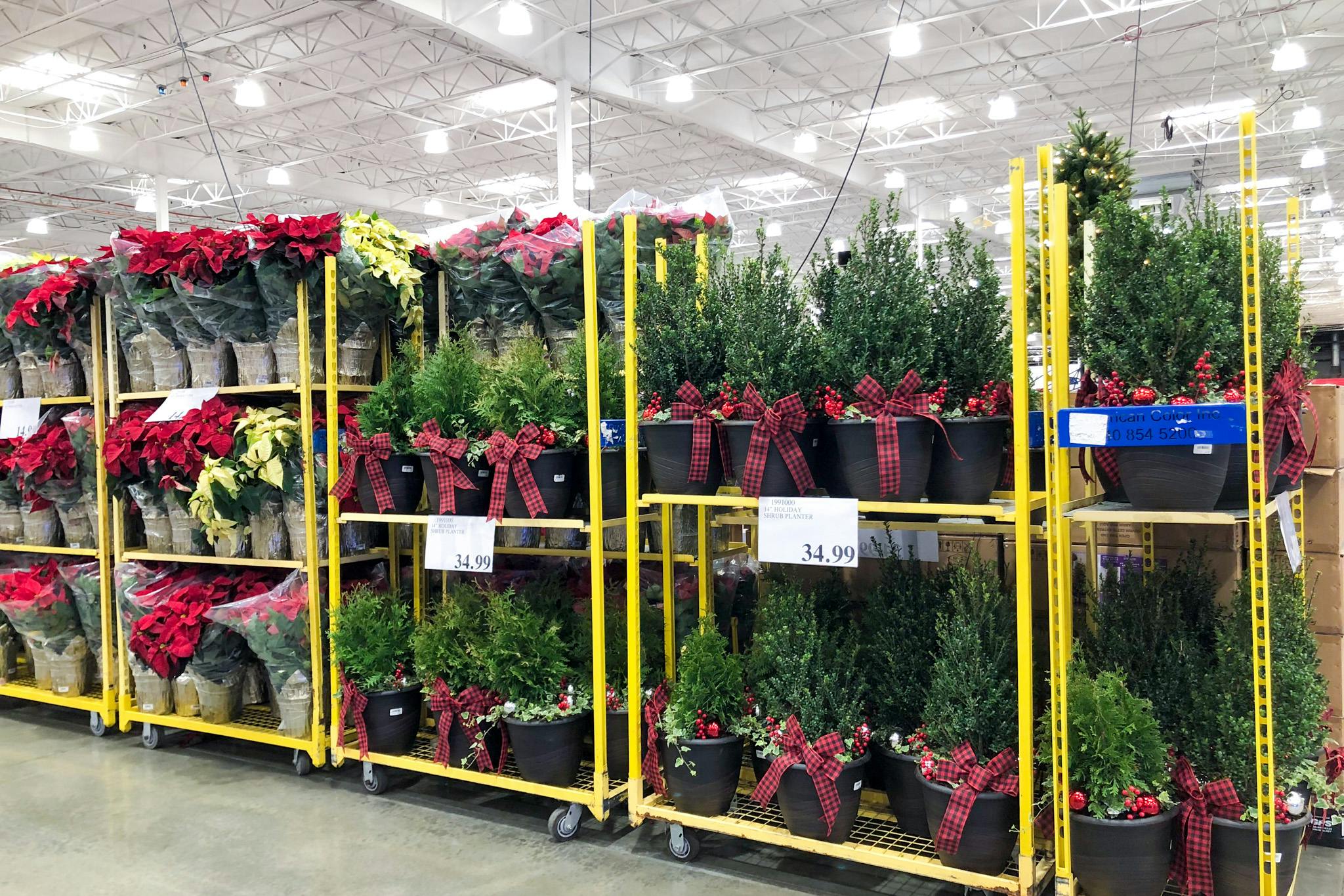 Costco’s Holiday Plant Deals 15 Poinsettias and 35 Shrub Planters