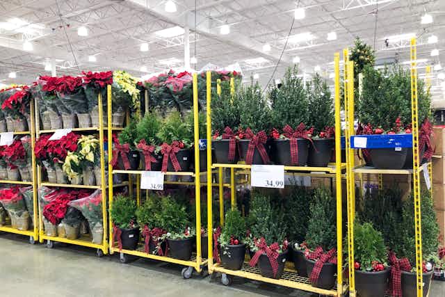 Costco’s Holiday Plant Deals: $15 Poinsettias and $35 Shrub Planters card image