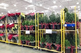 costco holiday shrub planter and poinsetta