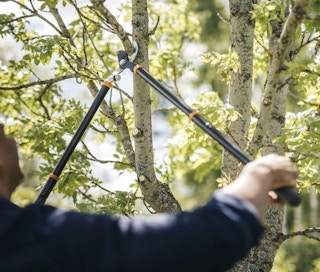 long-handled looper cutting a tree branch