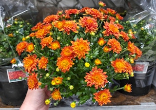 aldi garden mum 1 oct 2022 1665048075 1665048075