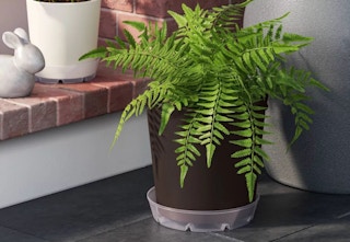 threshold planter saucer sitting under a planter