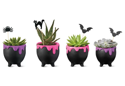 Halloween Succulent