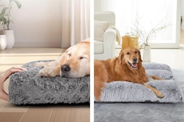 2 lifestyle image of big dog breeds on dog beds inside a home