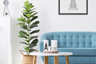 amazon fiddle leaf