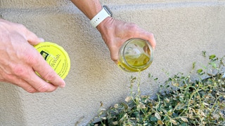 a person pouring pickle juice on weeds