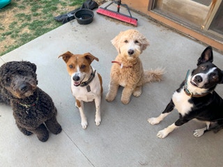 4 dogs sitting on a cement patio looking up at the camera. All 4 dogs are different breeds