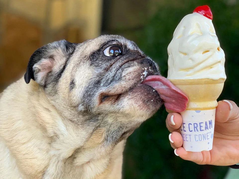 Find Free Pup Cups Near You: Restaurants That Give Free Treats for Dogs ...