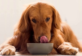 amazon natural balance dog food 2023 1682787640 1682787641