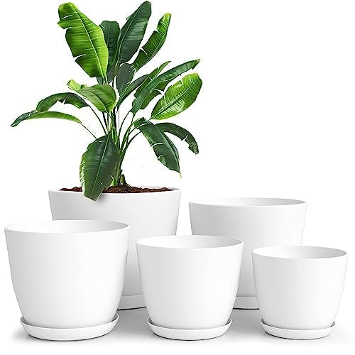 Plant Pots
