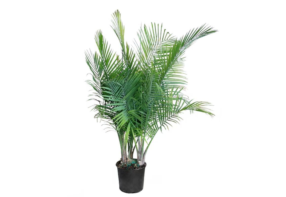 Costa Farms Majesty Palm