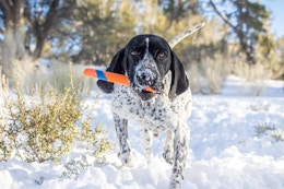 dog carrying Chuckit fetch toy