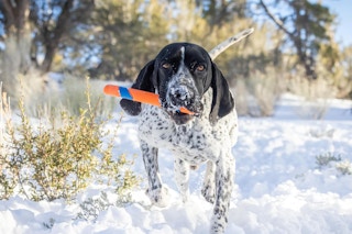 dog carrying Chuckit fetch toy