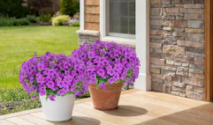 purple flowers on pots in front of a house 