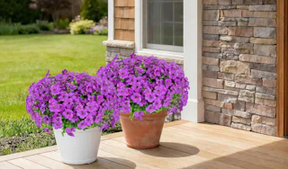 purple flowers on pots in front of a house 