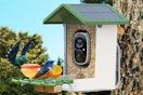 a smart bird feeder on a tree