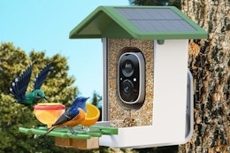 a smart bird feeder on a tree