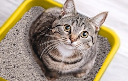 Purina Tidy Cats Multi-Cat Litter Is as Low as $19.75 for Amazon Pet Day card image