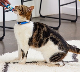 a person feeding a cat a treat